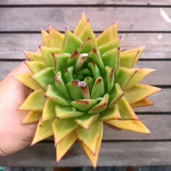 Echeveria 