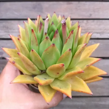 Echeveria 'Lipstick' ('Red Edge' - vaso11) - Foto 2