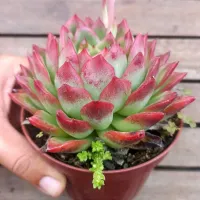 Echeveria agavoides híbrida (Pontas pintadas - vaso11)