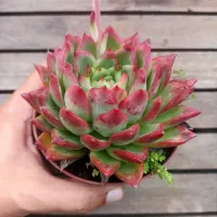 Echeveria agavoides híbrida (Pontas pintadas - vaso11) - Foto 2