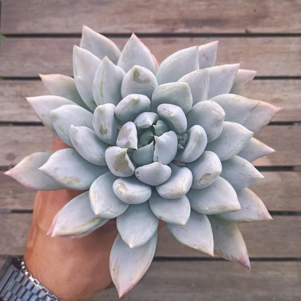 Pachyveria 