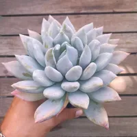 Pachyveria 'Machete' (vaso11) - Foto 2
