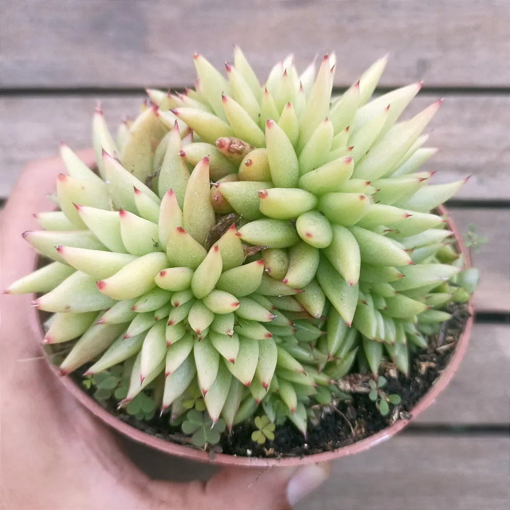Echeveria agavoides 