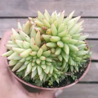 Echeveria agavoides 'Corderoy' cristata (vaso9)