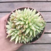 Echeveria agavoides 'Corderoy' cristata (vaso9) - Foto 2