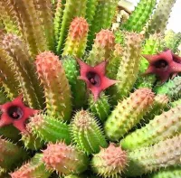 Huernia echidnopsioides (3 hastes - vaso9)