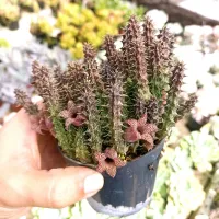 Stapelianthus decaryi (vaso cheio - vaso9)