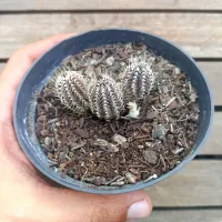 Tavaresia barklyi (vaso11) - Foto 2