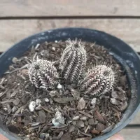 Tavaresia barklyi (vaso11) - Foto 3