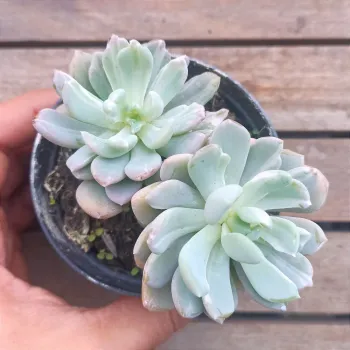 Pachyveria 