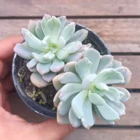 Pachyveria 'Scheideckeri var albocarinata' (2 rosetas - vaso11)