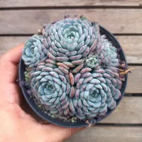 Echeveria minima 'Original' (colônia - vaso9)
