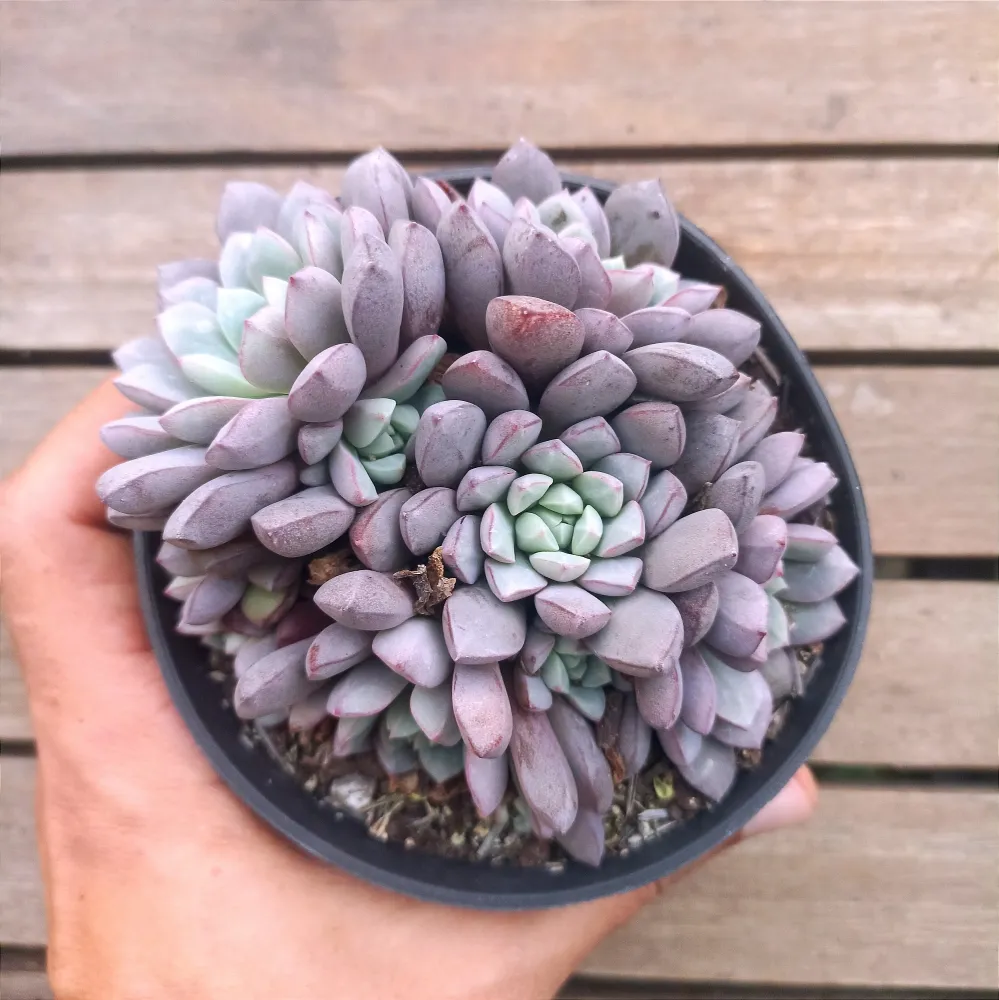 Echeveria subcorymbosa Lau (colônia - vaso11)