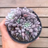 Echeveria subcorymbosa Lau (colônia - vaso11)