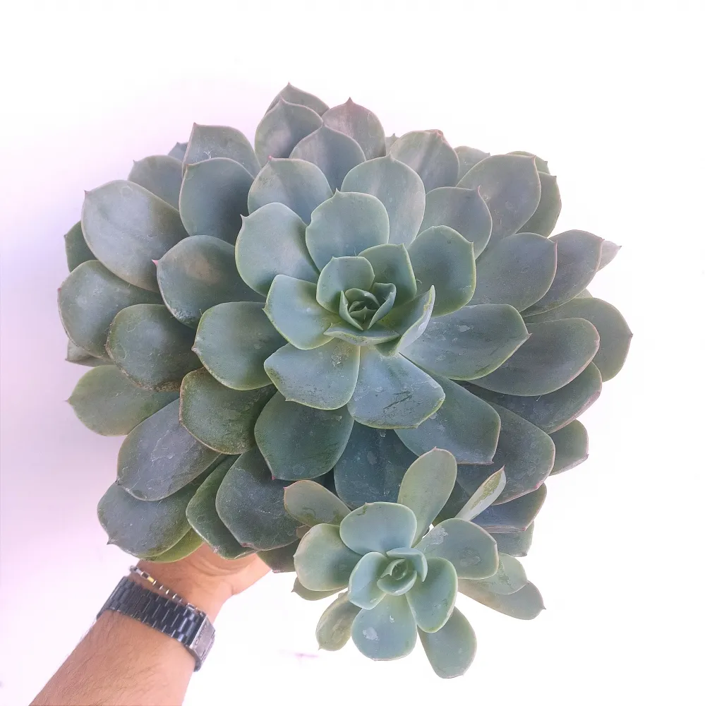 Echeveria 