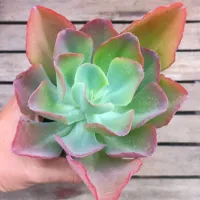 Echeveria gibbiflora híbrida 'Beach Waves' x 'Mauna' (fica gigante - vaso11)
