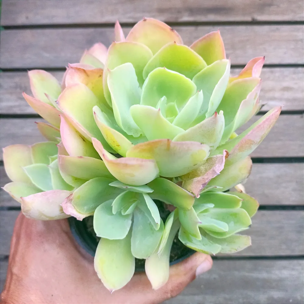 Echeveria gibbiflora híbrida 