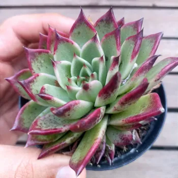 Echeveria agavoides x Elisha (vaso9)