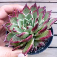 Echeveria agavoides x Elisha (vaso9)