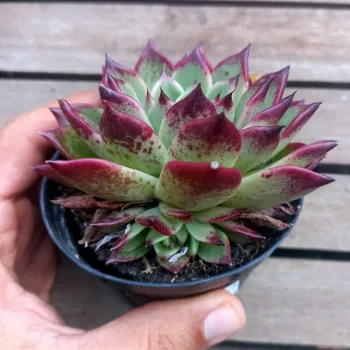 Echeveria agavoides x Elisha (vaso9) - Foto 2