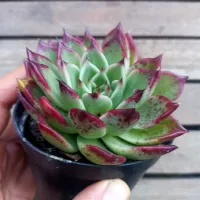 Echeveria agavoides x Elisha (vaso9) - Foto 3