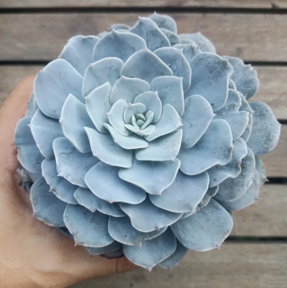 Echeveria subsessilis x shaviana (vaso11)