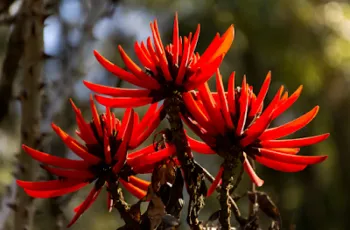 Mulungu (Erythrina mulungu) - 10 gramas de Cascas trituradas - Foto 2
