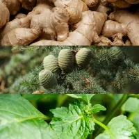 Perfume Euphoria Calvin Klein Masculino - Eau de Toilette – 50ml - Foto 4