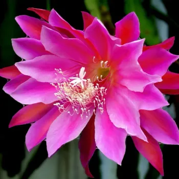 Cacto orquídea (Epiphyllum - cuia13)