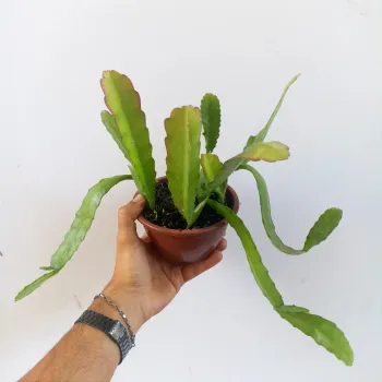 Cacto orquídea (Epiphyllum - cuia13) - Foto 2