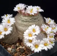 Mammillaria lenta (vaso7) - Foto 2