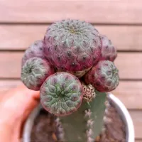 Sulcorebutia rauschi var. violacidermis (enxerto - vaso11)