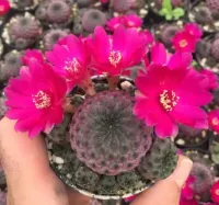 Sulcorebutia rauschi var. violacidermis (enxerto - vaso11) - Foto 2