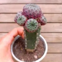 Sulcorebutia rauschi var. violacidermis (enxerto - vaso11) - Foto 3