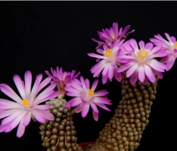 Mammillaria theresae (enxerto - vaso9)