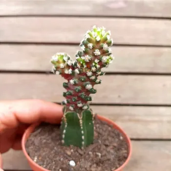 Mammillaria theresae (enxerto - vaso9) - Foto 2