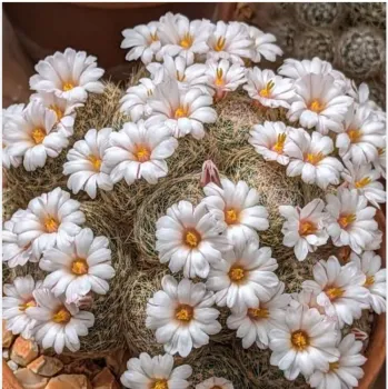 Mammillaria lenta (enxerto - vaso7)