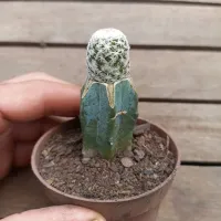 Mammillaria lenta (enxerto - vaso9) - Foto 2