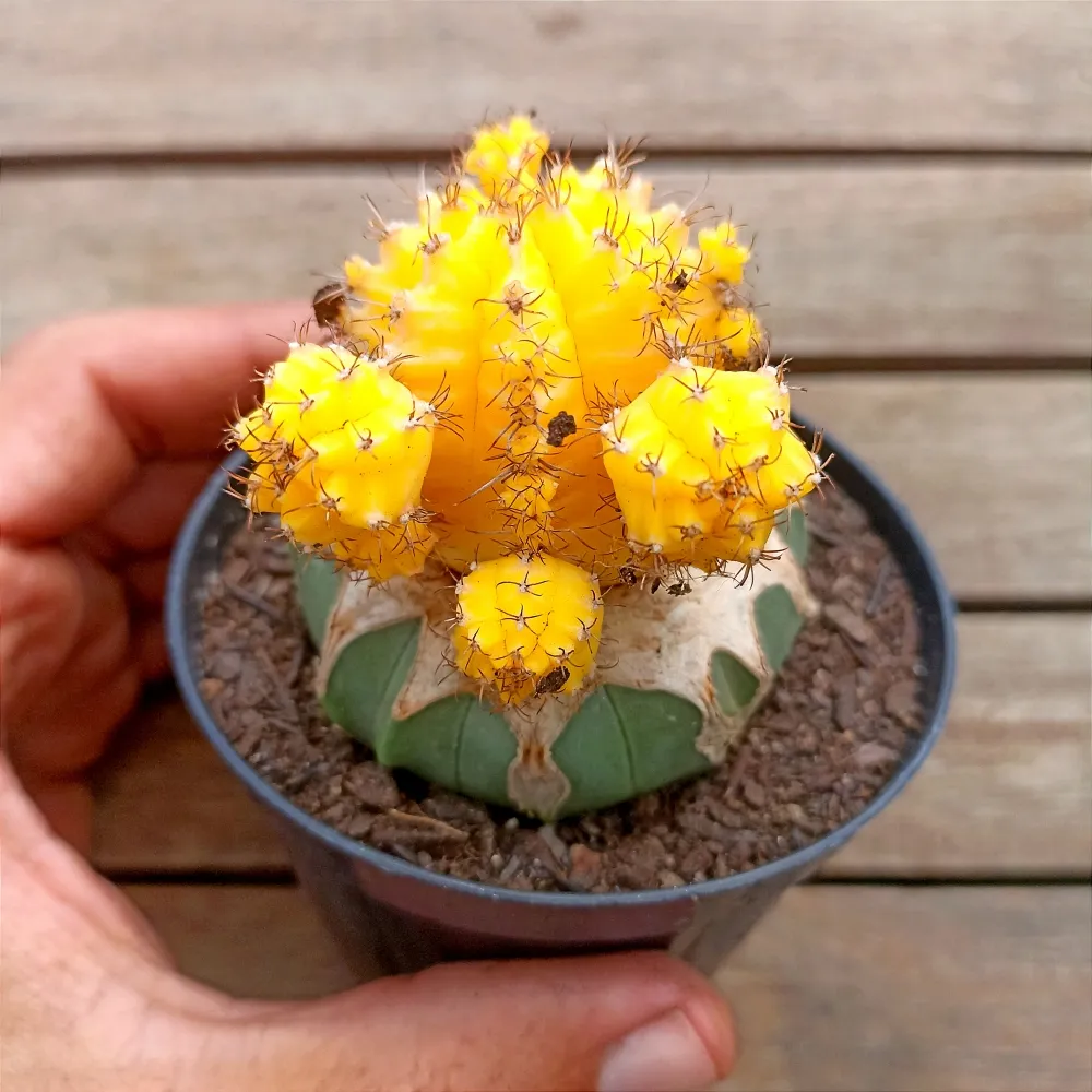 Gymnocalycium mihanovichii 