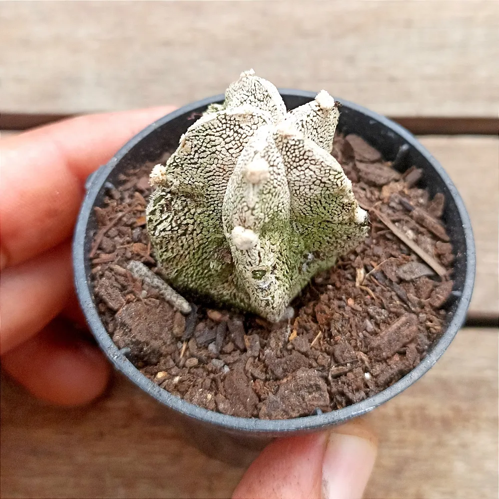 Astrophytum myriostigma cv. Hubuki (vaso6)