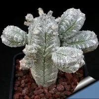 Astrophytum myriostigma cv. Hubuki (vaso6) - Foto 2