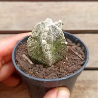 Astrophytum myriostigma cv. Hubuki (vaso6) - Foto 3