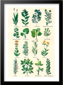 Quadro Plantas Medicinais - Frete Grátis