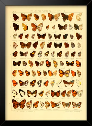 Quadro Tipos de Borboletas - Frete Grátis