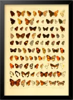 Quadro Tipos de Borboletas - Frete Grátis — imagem principal