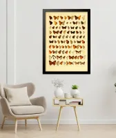 Quadro Tipos de Borboletas - Frete Grátis — imagem 2