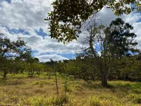 Vende-se  fazendinha em Ouro Branco. - Foto 4