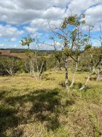 Vende-se  fazendinha em Ouro Branco. - Foto 6