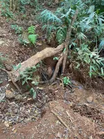 Vende-se  fazendinha em Ouro Branco. - Foto 7