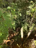 Vende-se  fazendinha em Ouro Branco. - Foto 13